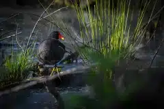 Fotograferet i Ganløse Ore