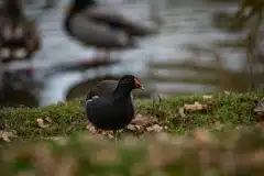 Fotograferet ved Fælled sø (Fælledparken)