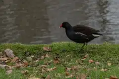 Fotograferet ved Fælled sø (Fælledparken)