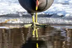 Fotograferet ved Tueholm sø