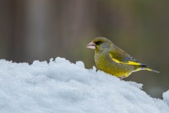 PH82793 Fotograferet i Sverige