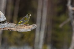 PH83169 Fotograferet i Sverige
