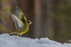 PH83292 Fotograferet i Sverige