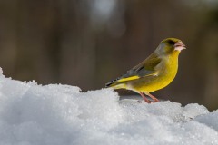 PH84460 Fotograferet i Sverige