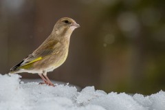 PH84608 Fotograferet i Sverige