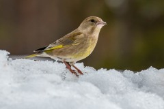 PH84614 Fotograferet i Sverige