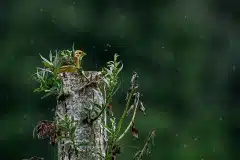 Fotograferet i Polen