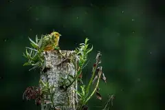 Fotograferet i Polen