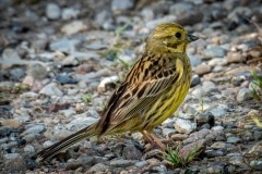 PHL5956 Fotograferet ved Gundsømagle sø