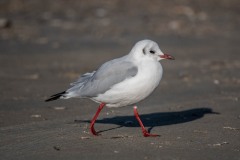 DSC5320 Fotograferet på Fanø