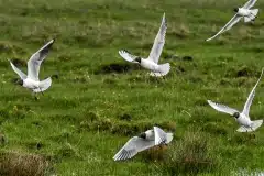 Fotograferet ved Klydesøen, Kalvebod fælled