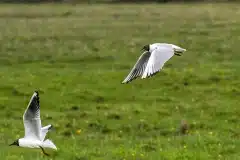 Fotograferet ved Klydesøen, Kalvebod fælled