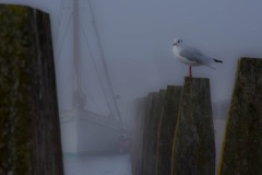 DSC_8519 Fotograferet på Fanø