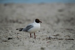 PH85754 Fotograferet ved Vallensbæk strand