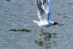 Fotograferet ved Tissø