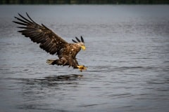 DSC_7547 Foto i Polen