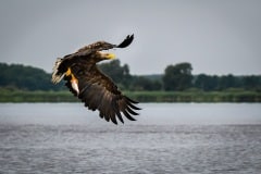 DSC_7555 Foto i Polen