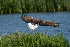PHL3499 Foto ved Strødam Engsø
