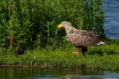 Foto ved Strødam Engsø