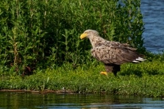 PHL3528 Foto ved Strødam Engsø