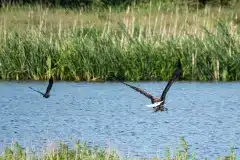 Foto ved Strødam Engsø