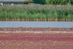 DSC6798 Foto taget på Ølsemagle revle