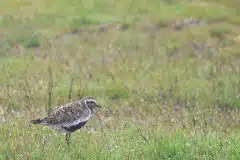 Fotograferet i Island