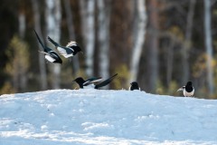 DSC5078 Fotograferet i Sverige