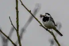 Fotograferet i Ganløse ore