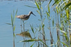 PHL3379 Foto ved Klydesø området (Kalvebod fælled)