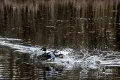 Fotograferet ved Vaserne