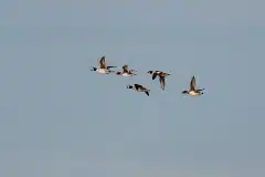 Fotograferet ved Pøleåen/Arresø