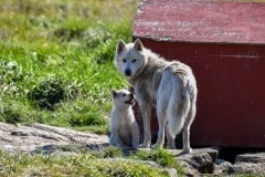 2021-08-04-16.04.22-3 Slædehund med sin hvalp