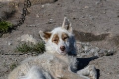 2021-08-04-16.05.38-2 Slædehund i sommervarmen