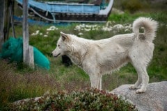2021-08-06-15.49.21 Slædehund venter på mad