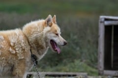 2021-08-08-13.51.38-2 Slædehund døjer lidt med sommervarmen