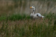 PH88294 Fotograferet ved Strødam Engsø
