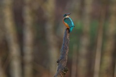 PH87897 Fotograferet i Sverige