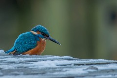 PHL2823 Fotograferet ved Tueholm sø