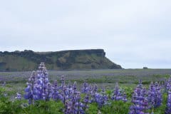 DSC_2568 Lupinmark