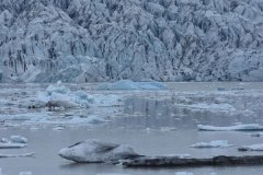 DSC_2973 Jökulsárlón Gletsjer