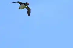 Flyvende-Puffin