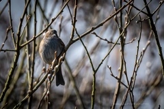 DSC_5131 Fotograferet i Himmelev grusgrav