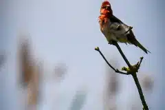 Fotograferet i Polen