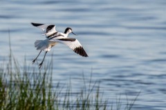 DSC_3693 Foto taget ved Tempelkrogen