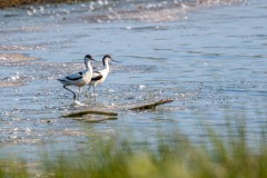 DSC_3894 Foto taget ved Tempelkrogen