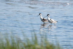 DSC_3936 Foto taget ved Tempelkrogen