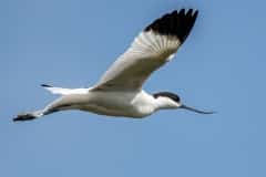 DSC_4692 Fotograferet ved Tempelkrog