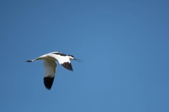 DSC_4694 Foto taget ved Tempelkrogen