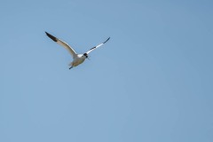 DSC_4717 Foto taget ved Tempelkrogen